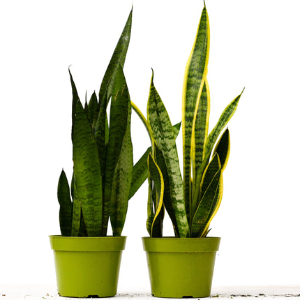 2 Snake (Sansevieria) Plant Variety Pack - 6" Pot