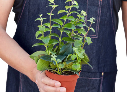 Lipstick Plant