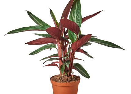 Stromanthe Sanguinea