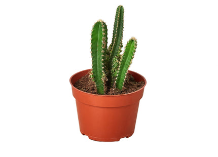 Fairy Castle Cactus