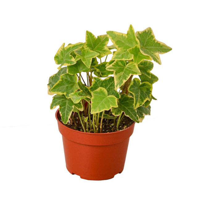 English Ivy Gold Child | Live Plant for Indoor & Outdoor | House Plant Decor