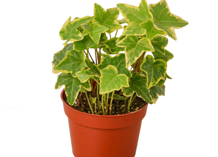 English Ivy Gold Child