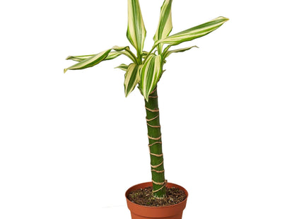 Dracaena 'Sted Sol Cane'