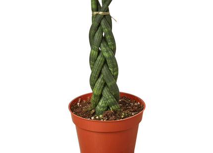 Snake Plant Braided