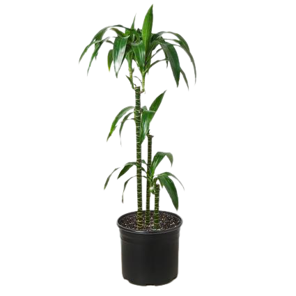 Dracaena 'Elegance' - 10" Pot