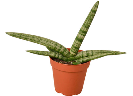 Snake Plant Starfish