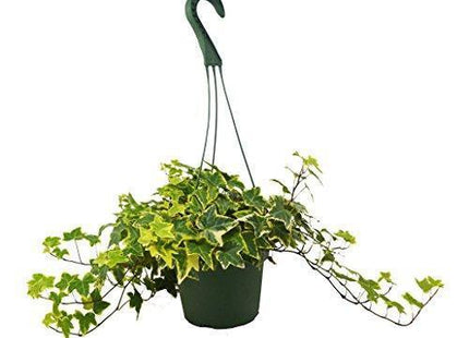 English Ivy Gold Child