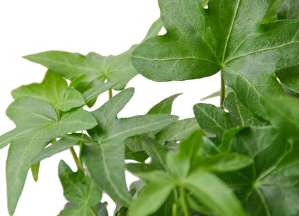 English Ivy Green California
