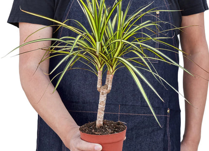 Dracaena Marginata 'Sunshine'