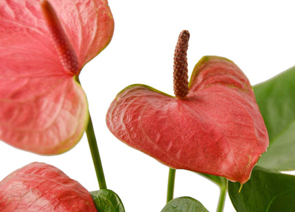 Anthurium 'Pink'
