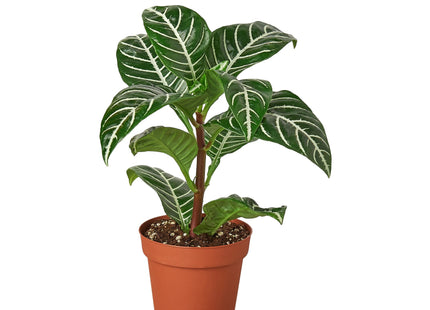 Zebra 'Aphelandra'