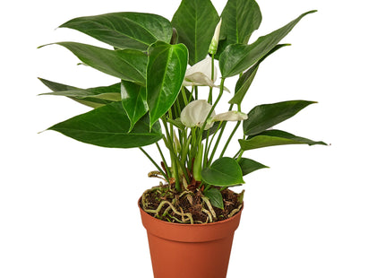 Anthurium 'White'