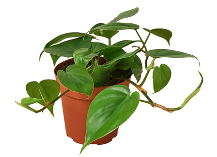 Philodendron Cordatum Heartleaf
