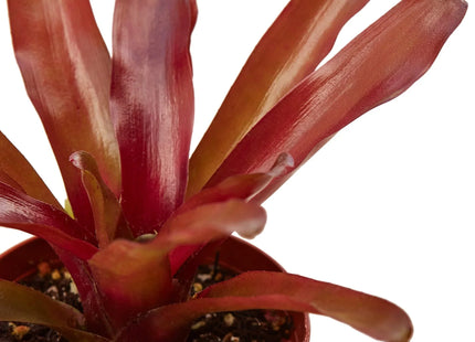 Bromeliad 'Fireball'