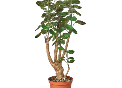 Aralia Fabian Stump 'Polyscias Scutellaria'