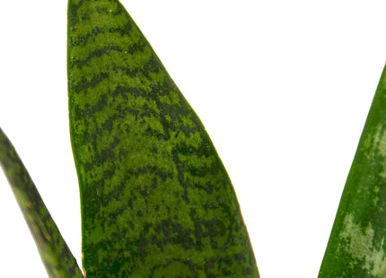 Snake Plant 'Zeylanica'