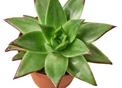 Lipstick Echeveria
