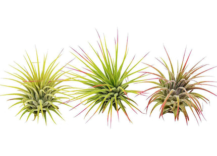3 Ionantha Guatemala Air Plants / Blooms