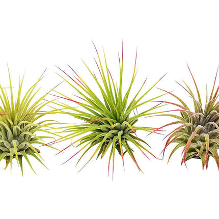3 Ionantha Guatemala Air Plants / Blooms