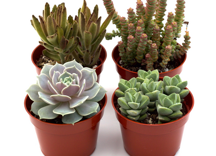 Assorted Succulent Variety