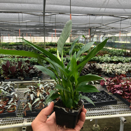 Spathiphyllum 'Peace Lily'