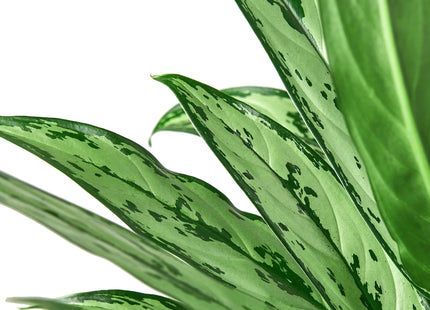 Chinese Evergreen 'Cutlass'