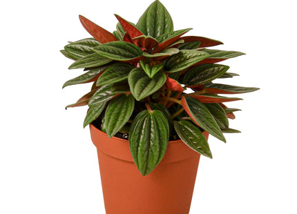 Peperomia Rosso