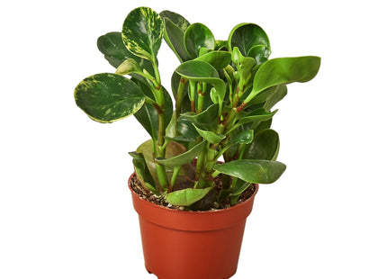 Peperomia 'Marble'