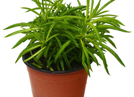 Peperomia 'Green Bean'
