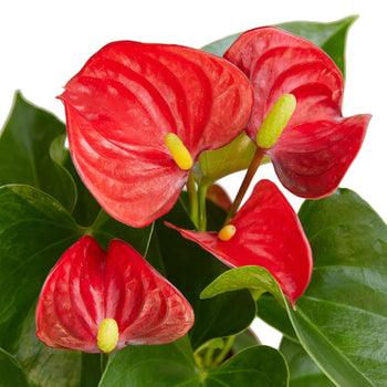 Anthurium 'Red' | Live Plant for Indoor & Outdoor | House Plant Decor