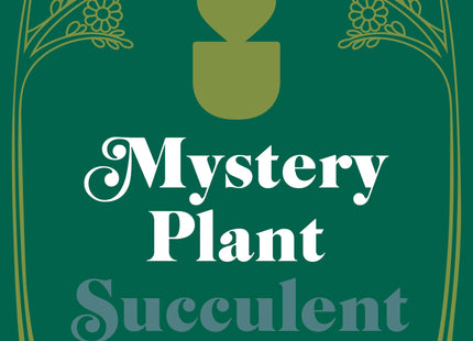 Mystery Succulent House Plant