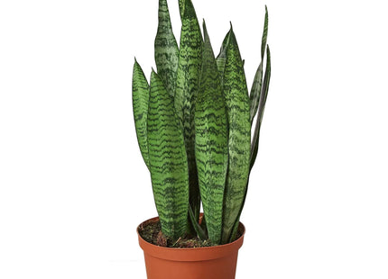 Snake Plant 'Zeylanica'