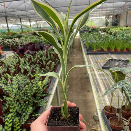 Dracaena 'Sanderiana'