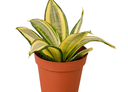 Snake Plant Gold Hahnii