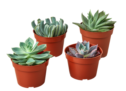 4 Echeveria Succulent Variety Pack - 4.0" Pot