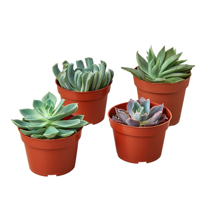 4 Echeveria Succulent Variety Pack - 4.0" Pot