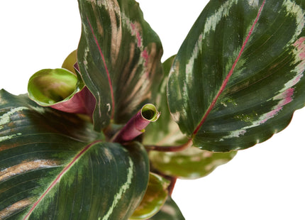 Calathea Roseopicta 'Medallion'