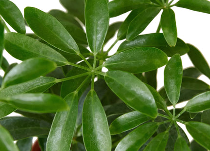 Schefflera Arboricola 'Umbrella'