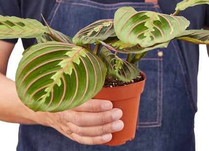 Maranta Red Prayer