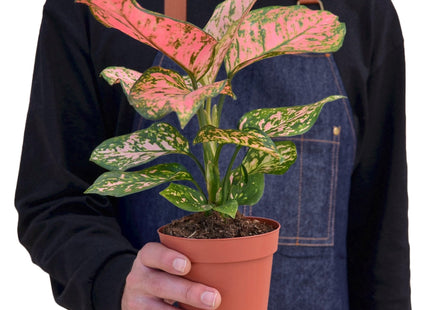Chinese Evergreen 'Lady Valentine'