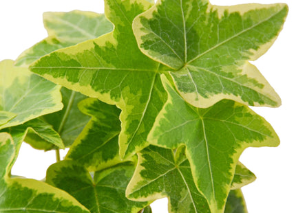 English Ivy Gold Child