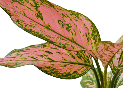 Chinese Evergreen 'Lady Valentine'
