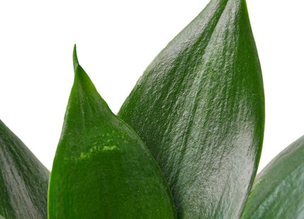 Snake Plant Jade