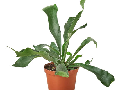 Staghorn Fern