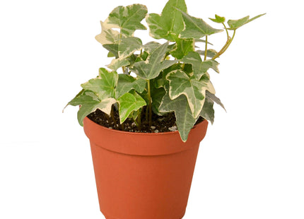 English Ivy 'Glacier'