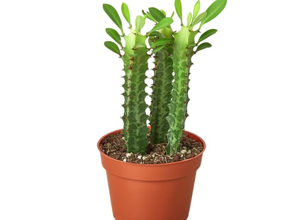 Milkstripe Euphorbia