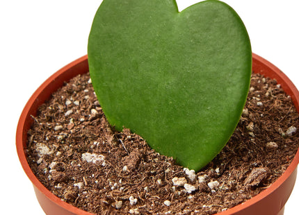 Hoya Sweetheart