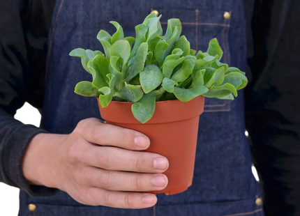 Ripple Jade Succulent