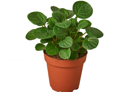 Peperomia 'Rana Verde'