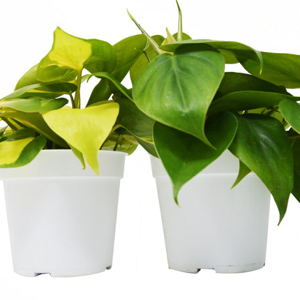 2 Philodendron Variety Pack - 4" Pots